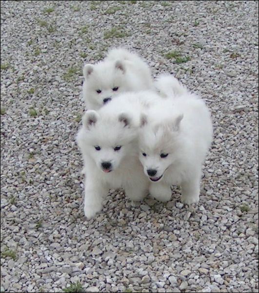 pups-9.jpg