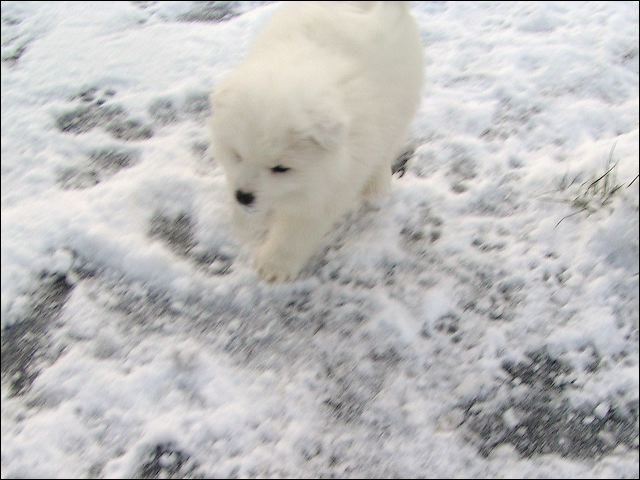 polarb~1.jpg