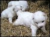 pups.JPG 