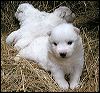pups_2.JPG 