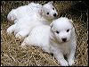 pups_3.JPG 