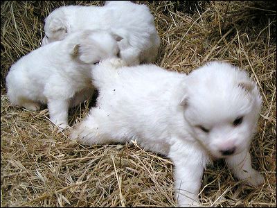 pups.jpg