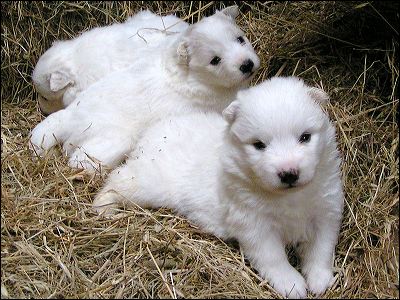 pups_3.jpg