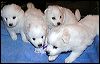puppies.JPG 