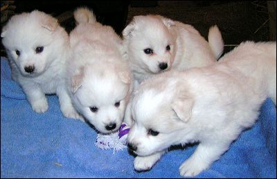 puppies.jpg