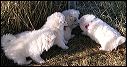 puppie~2