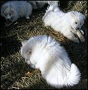 puppie~4