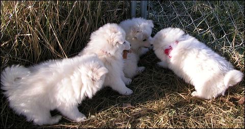 puppie~2.jpg