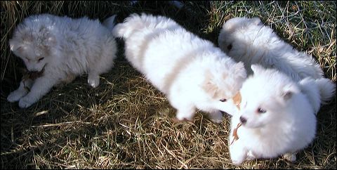 puppie~3.jpg