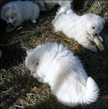 puppie~4.jpg