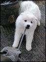 tug-o-~1