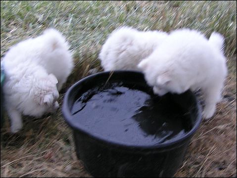 pict0093.jpg