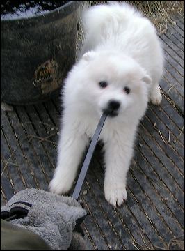 tug-o-~1.jpg