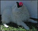 gabby-1