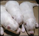 pups1