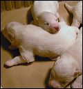 pups2