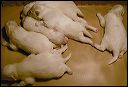 pups4