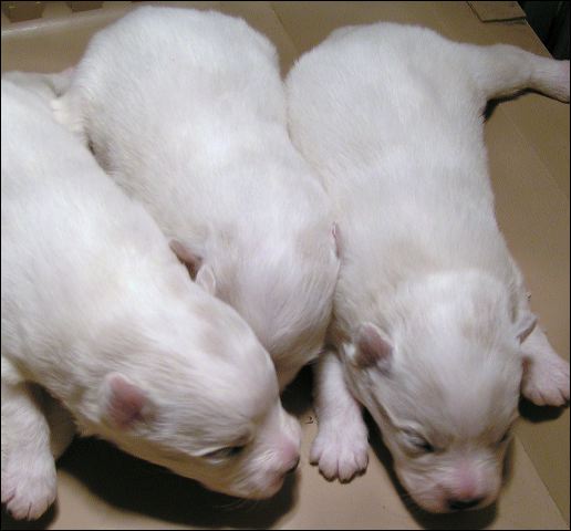 pups1.jpg
