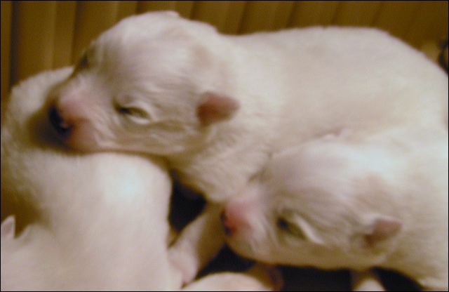 pups3.jpg