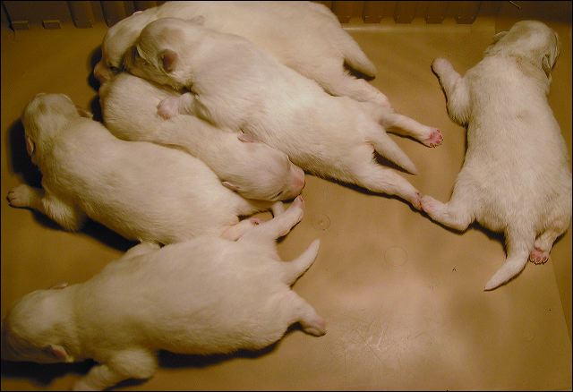 pups4.jpg