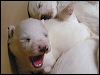 big Yawn.JPG 