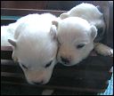 boys-3