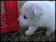 boys-cat.MOV 