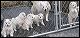 pups.JPG 