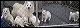 pups2.JPG 