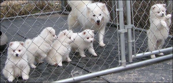 pups.jpg