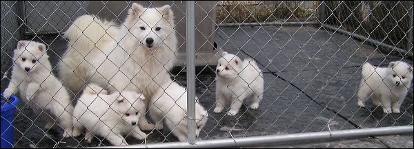 pups2.jpg