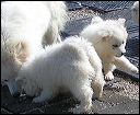 pups-1