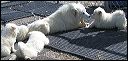 pups-3