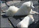 pups-5