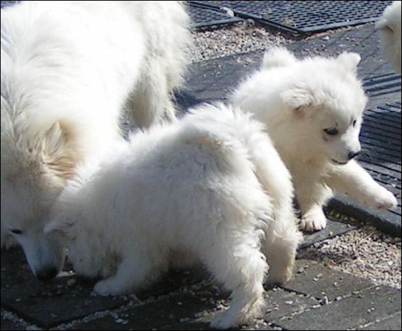 pups-1.jpg