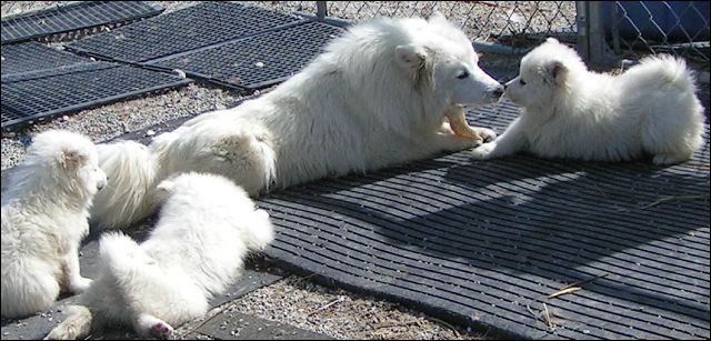pups-3.jpg