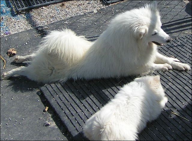 pups-5.jpg