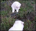 mudpud~2