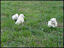 puppie~1