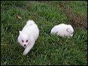 puppie~4