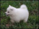 puppy-~1