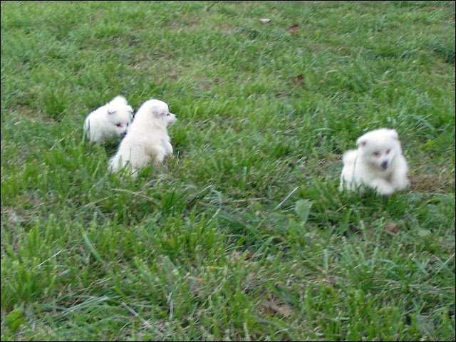 puppie~1.jpg