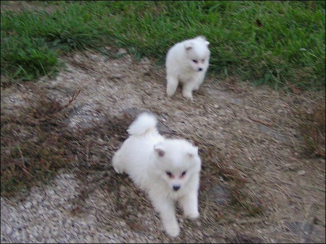 puppie~2.jpg