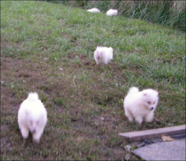puppie~3.jpg