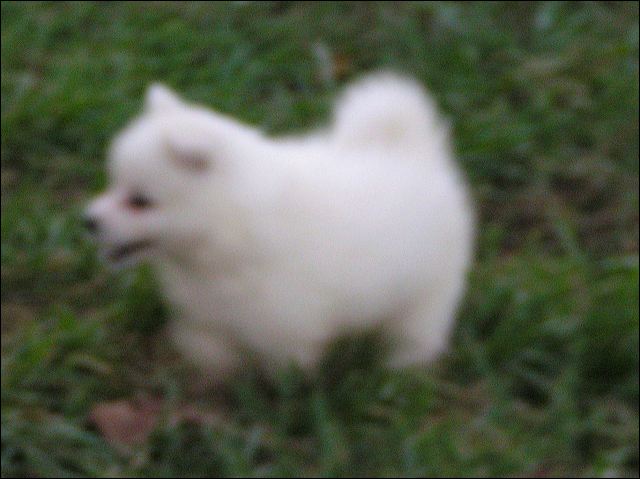 puppy-~1.jpg