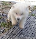 geroni~1