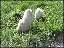 romping
