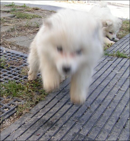 geroni~1.jpg