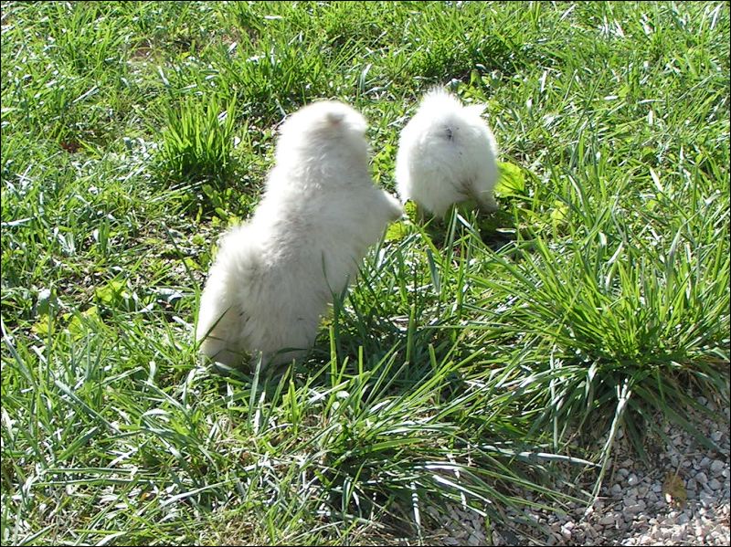 romping.jpg