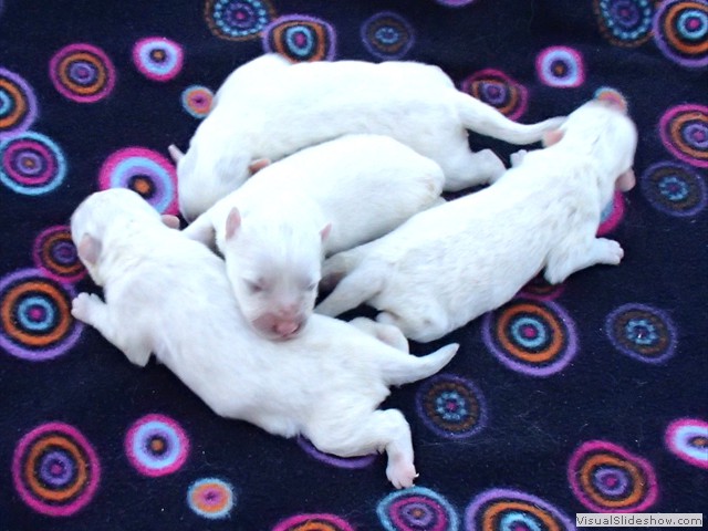 pups-1